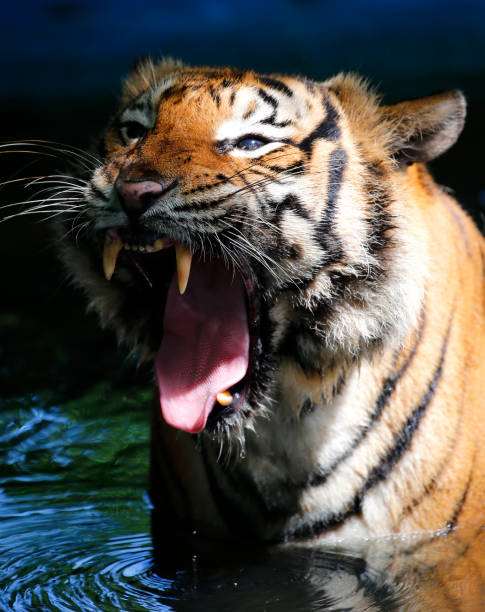 istock Front views of Tiger opens the mouth 901809262