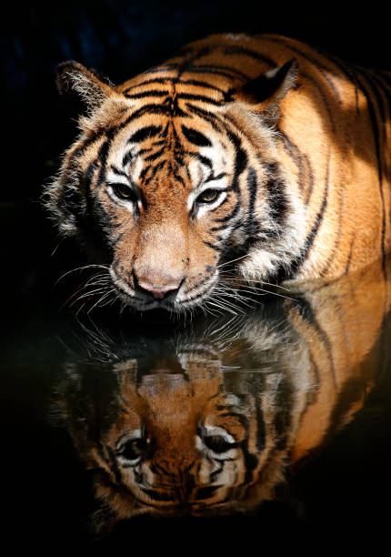 istock Front angle view of the Tiger 901809300