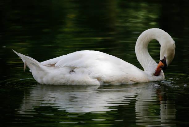 istock White swam swims and clean the feathers 901809520