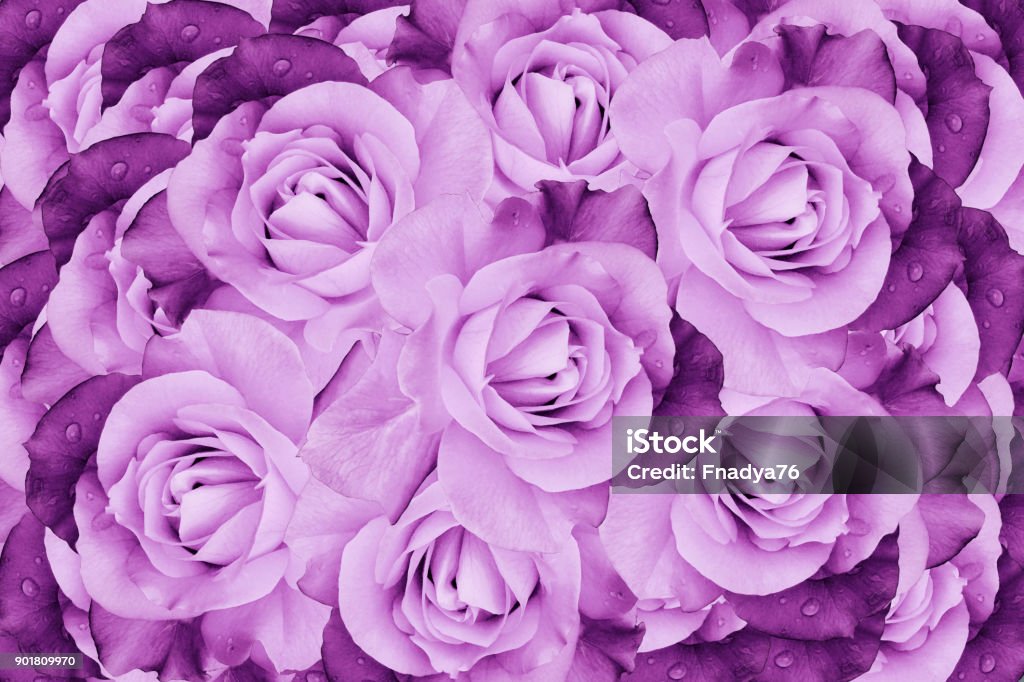 Floral Rosavioleta Hermoso Fondo Composición De Flores Rosas En Flor  Closeup Naturaleza Foto de stock y más banco de imágenes de Adulto - iStock