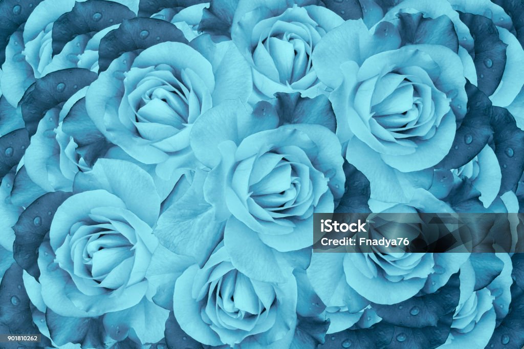 Floral Fondo Hermoso Color Turquesa Composición De Flores Rosas En Flor Closeup Naturaleza Foto de stock y más banco de imágenes de Adulto - iStock Floral Fondo Hermoso Color Turquesa Composición De Flores Rosas En Flor Closeup Naturaleza Foto de stock y más banco de imágenes de Adulto - iStock