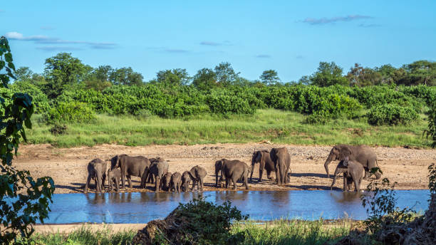 アフリカのブッシュの象にクルーガー国立公園,南アフリカ - リンポポ州 ストックフォトと画像