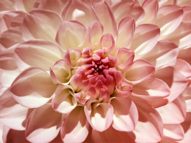 istock Macro  flower  red-white  dahlia.  Background from a flower. Closeup.  Nature. 901816808