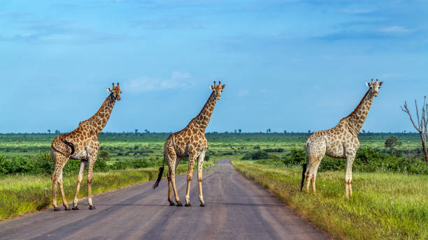 istock Giraffe in Kruger National park, South Africa 901817388