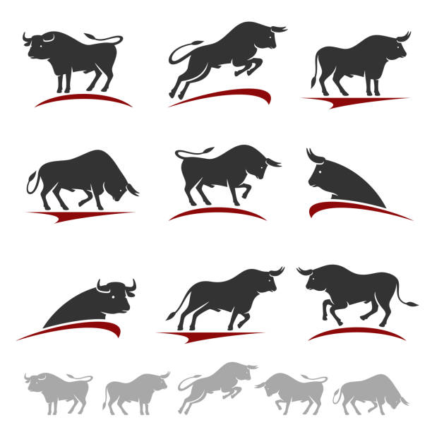 bull sammlungssatz. vektor - texas longhorn cattle horned cattle farm stock-grafiken, -clipart, -cartoons und -symbole