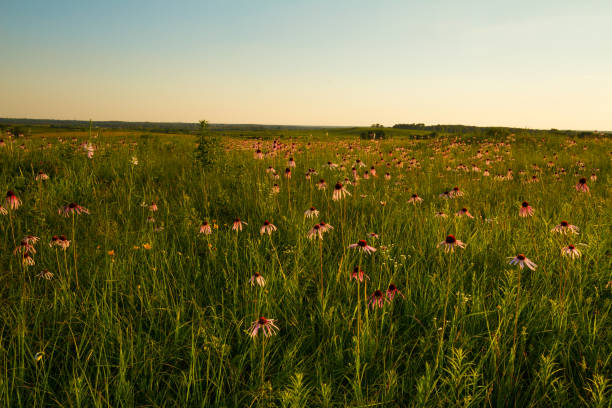 blooming echinacea in a green garden