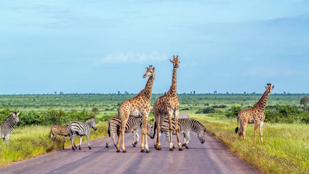 girafa e planícies zebra no parque nacional kruger, na áfrica do sul - nature reserve - fotografias e filmes do acervo