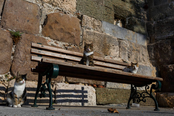Cats on a bench near Neratzia castle in Kos town, Greece.