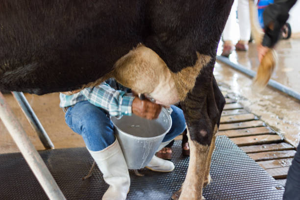 istock man hand milking a cow by hand 901822214
