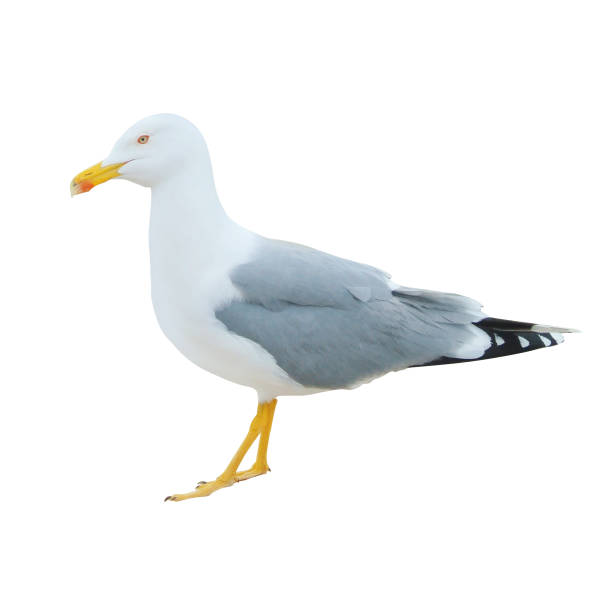 istock Close-up of big white seagull standing isolated on white background. 901825730