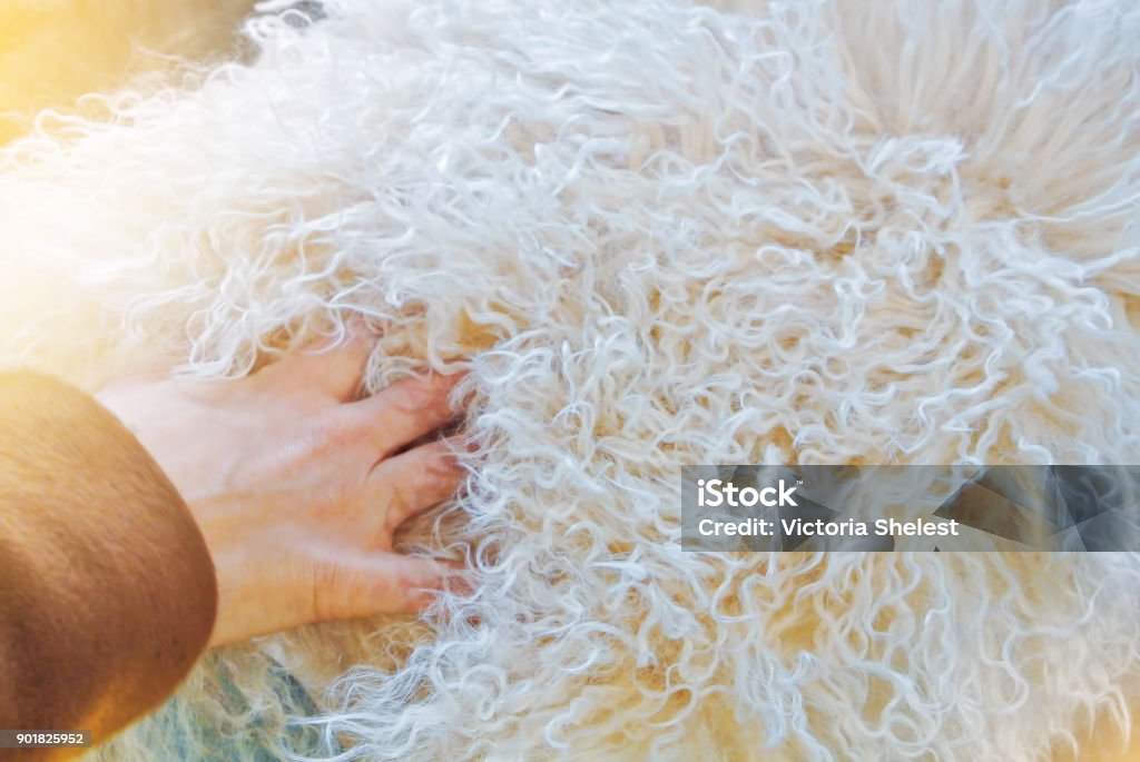 Mano della ragazza delicatamente toccante scegliendo bianco morbido riccio prodotto agnello di pelliccia di lana di pelliccia tappeto in un negozio in una calda luce del sole, sfondo interno della casa tonica. - Foto stock royalty-free di Pelle di pecora