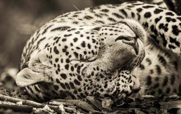 Sepia tones monochrome image of Leopard resting with its eyes closed stock photo