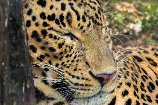Close-up of Leopard resting on the ground leaning on tree stock photo