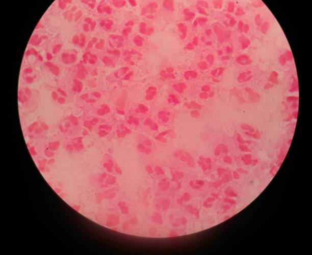 istock modrate red blood cells medical science background. 901833396