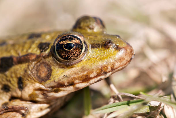 istock Eye of a green frog 901833942