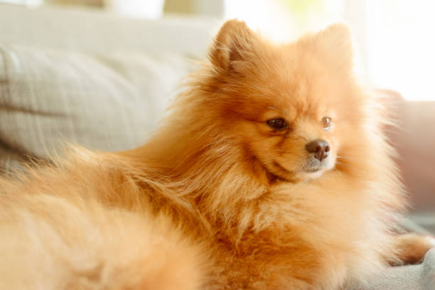 A handsome and content, brown fluffy Pomerain dog lying on the sofa.