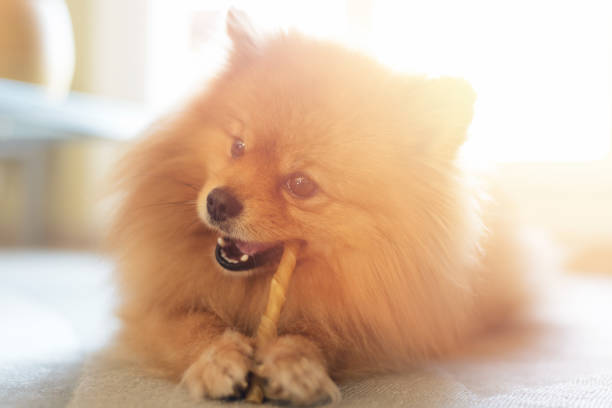 simpatico cane pomeraniano che mastica un bastoncino da masticare rawhide - 3502 foto e immagini stock