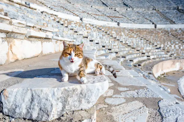 Photo of Selcuk, Izmir - Turkey. December 25, 2017. The Amphitheater and cat. The Ancient City of Ephesus in Selcuk, Izmir - Turkey.