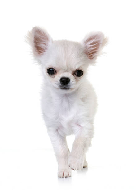 istock puppy chihuahua 901838352