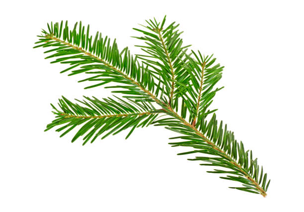 istock Twig of spruce on a white background 901838966