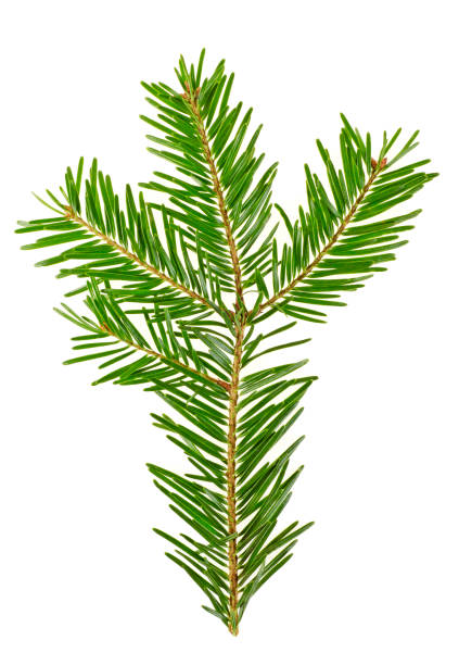 istock Spruce twig on a white background, close up 901838976