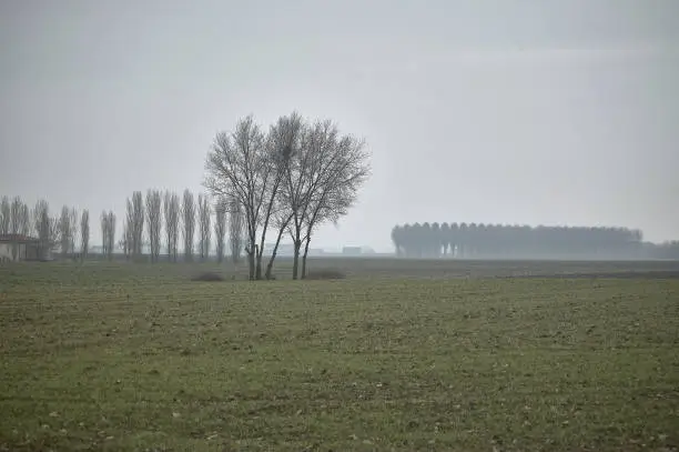 Countryside landscape in the Po Valley in Veneto (Italy) during the winter with fog where everything is dead and hibernating.