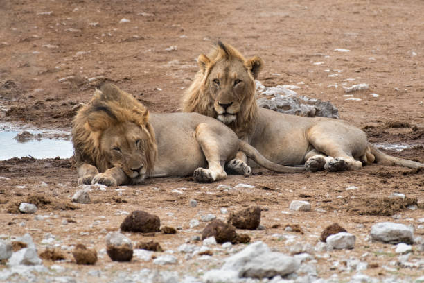 istock Two lions in Etosha National Park 901846818