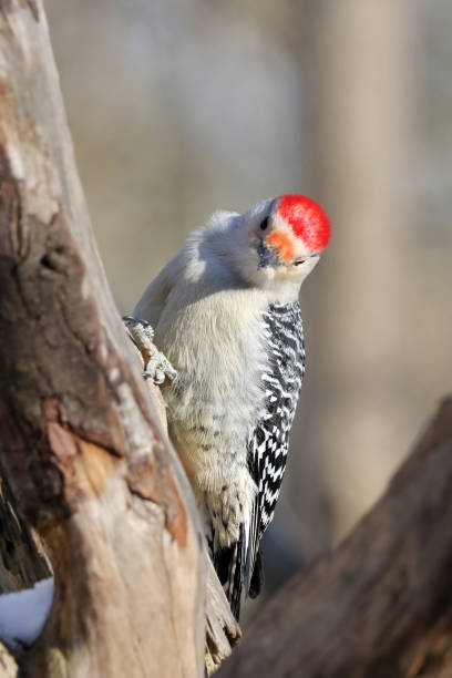 istock Red-Bellied Woodpecker 901850630