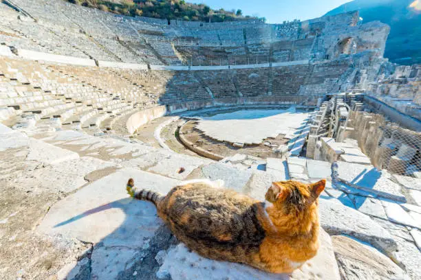 Photo of Selcuk, Izmir - Turkey. December 25, 2017. The Amphitheater and cat. The Ancient City of Ephesus in Selcuk, Izmir - Turkey.