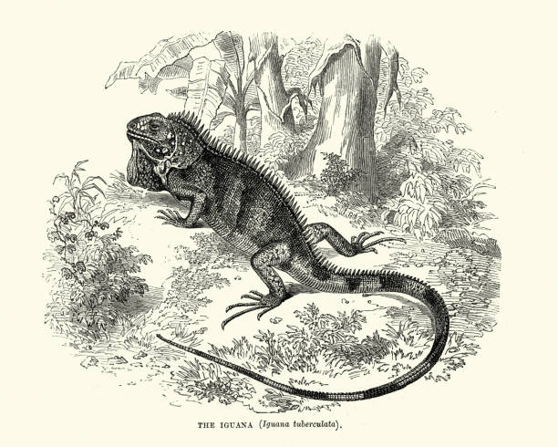 Vintage engraving of a Iguana