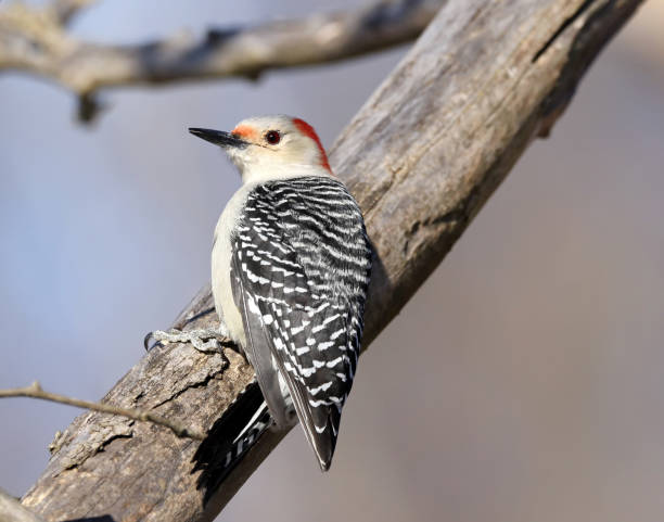 istock Red-Bellied Woodpecker 901850832