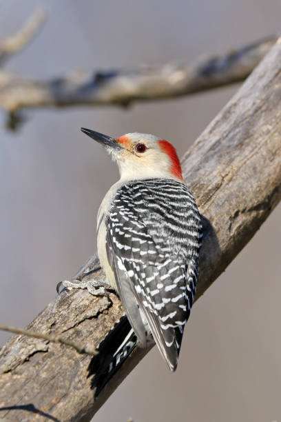 istock Red-Bellied Woodpecker 901850842