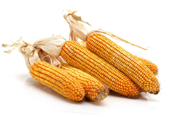 An ear of dried, unshucked corn with piles of corn kernels An ear of dried, unshucked corn with piles of corn kernels maize unshucked cob stock pictures, royalty-free photos & images