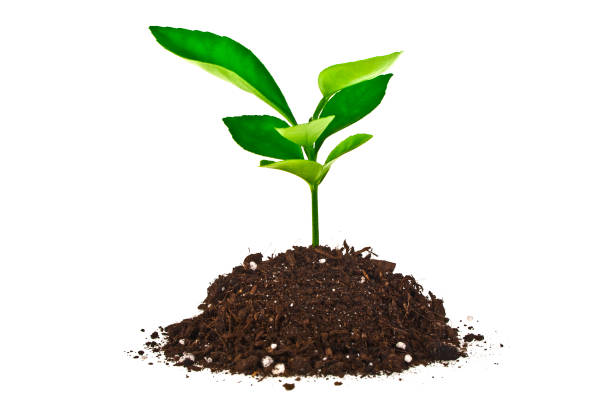 istock Young plant with humus isolated on white background 901854916