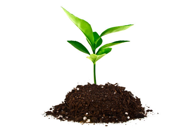 istock Young plant with humus isolated on white background 901854934