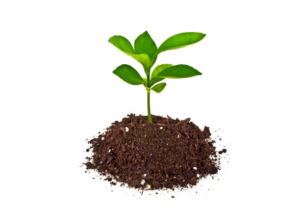 istock Young plant with humus isolated on white background 901854940