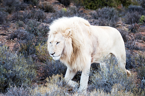 Close-up of a male white lion in the Sanbona Wildlife Reserve, located in the Little Karoo , in South Africa.