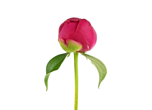 istock Peony flower bud isolated on white background 901858586