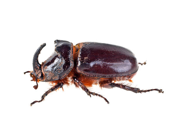 Rhinoceros Beetle, image on a white background Rhinoceros Beetle, image on a white background naso unicornis stock pictures, royalty-free photos & images