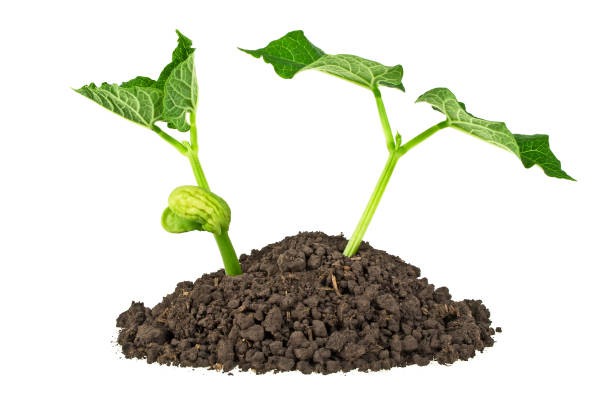 istock Young plants with humus isolated on white background 901858668