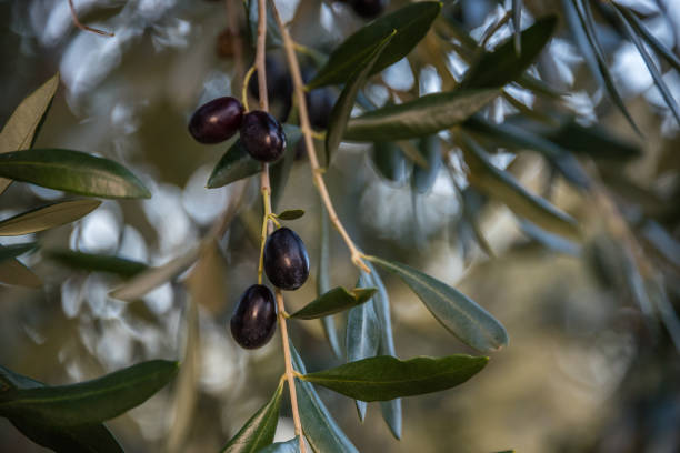 istock Olives in Italy 901861466