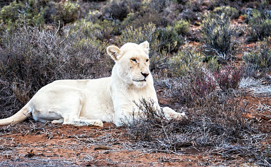 Close-up of a female  white lion in the Sanbona Wildlife Reserve, located in the Little Karoo , in South Africa.