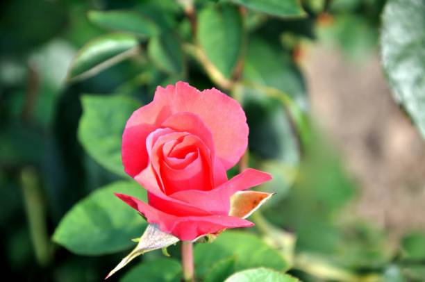 istock Beautiful red rose closeup 901864050