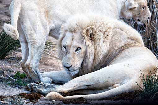 Close-up two white  white lions in the Sanbona Wildlife Reserve, located in the Little Karoo , in South Africa.
