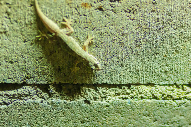 istock Close up lizard on the brick wall at night. Abstract background brick wall with lizard. Rough Surface of brick wall with lizard 901870438