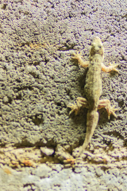 istock Close up lizard on the brick wall at night. Abstract background brick wall with lizard. Rough Surface of brick wall with lizard 901871640