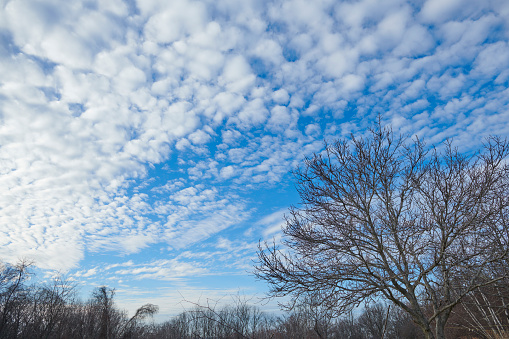 Scattered cumulus cloud over rural landscape with forest. Winter landscape with bare trees