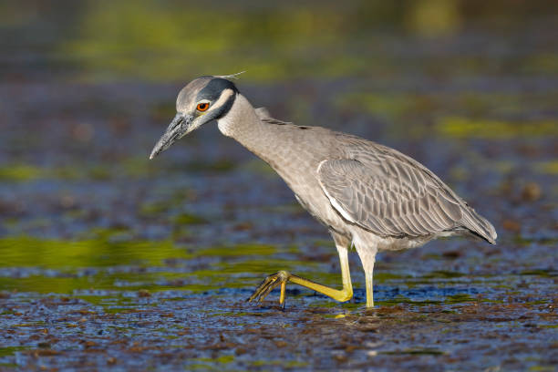 istock Yellow-crowned Night Heron stalking a crab 901879186