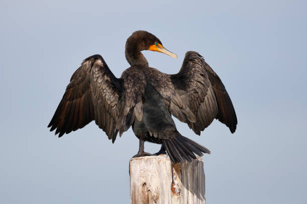 cormorán de doble cresta desplegando sus alas para secar - cormorán moñudo fotografías e imágenes de stock