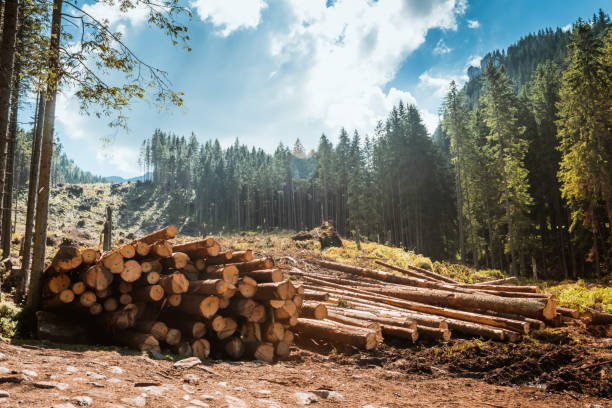 stack di tronchi lungo la strada forestale - lumber industry forest tree pine foto e immagini stock